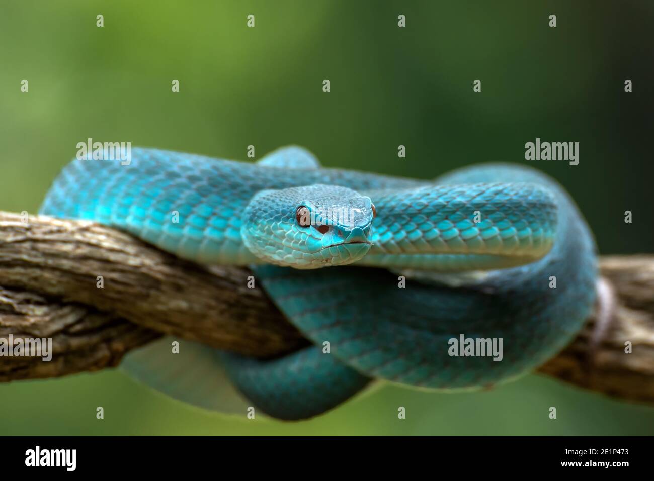 Sunda Insel Pit Viper ( Trimeresurus insularis ) Stockfoto