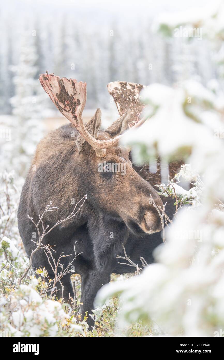 Nahaufnahme von Elchen vor dem Hintergrund der winterlichen Landschaft Stockfoto
