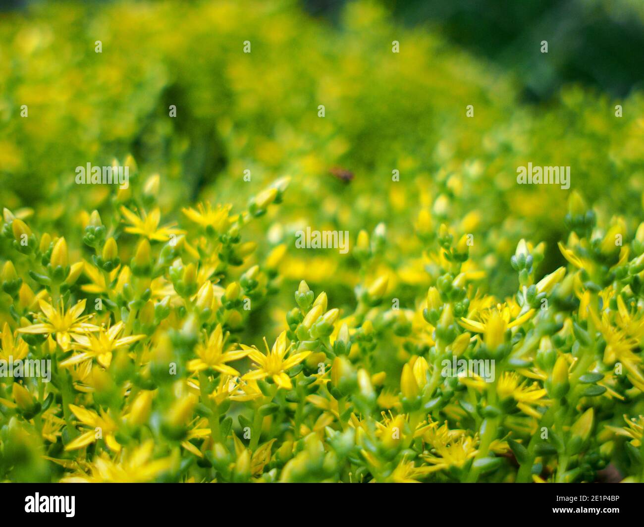 Kleine gelbe Blumen auf einem Hintergrund von Grün Stockfoto