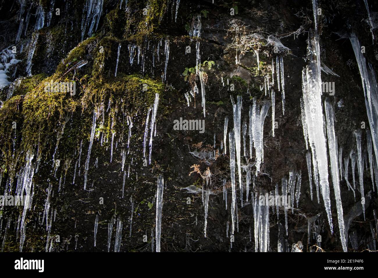 Eiszapfen tauen in der Sonne hängen von moosigen ricks in Washington Stockfoto