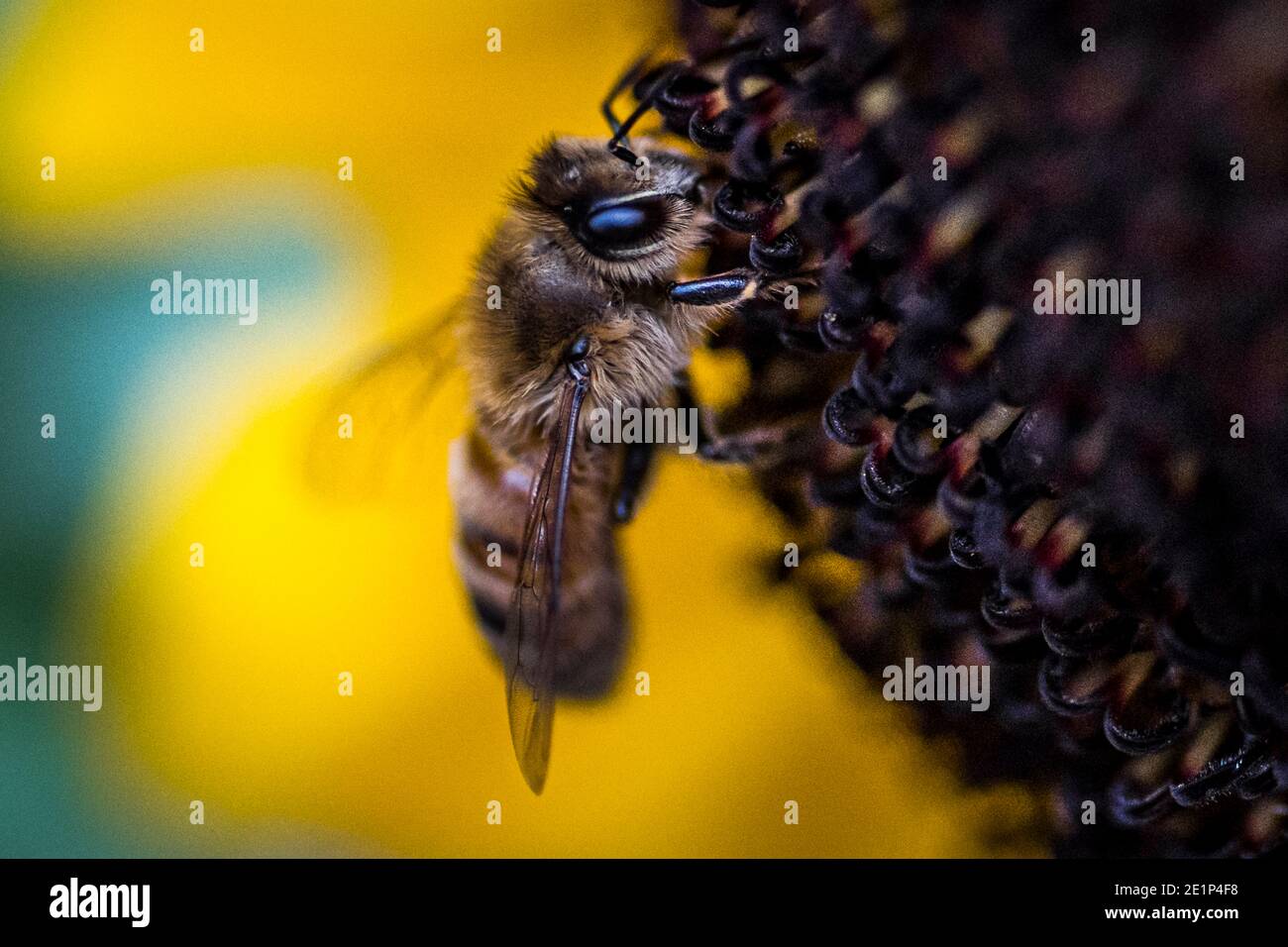 Nahaufnahme einer Honigbiene, die Sonnenblume in Washington bestäubt Sommer Stockfoto