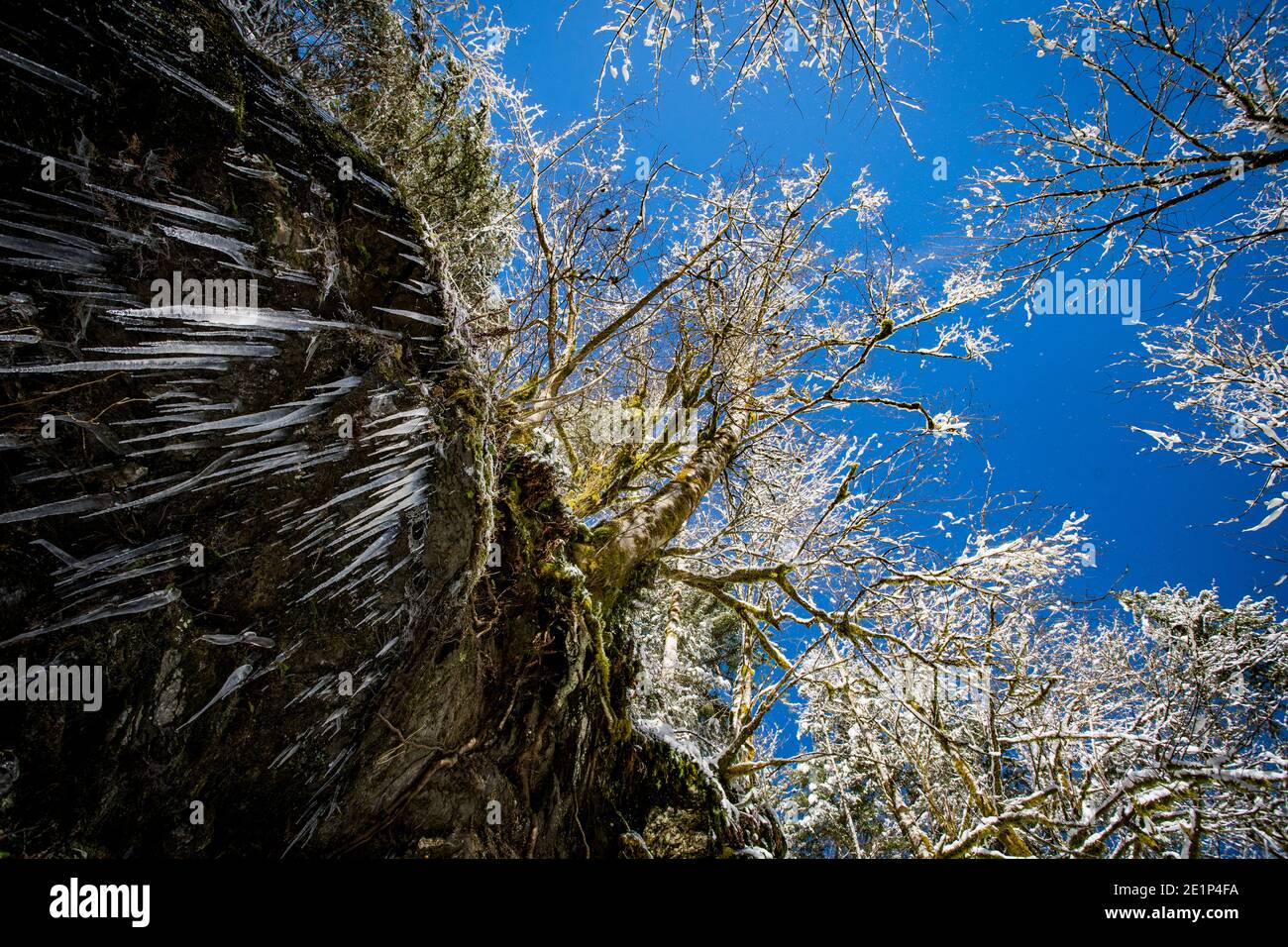 Eiszapfen hängen von Felsen in einer winterlichen Szene in Washington Stockfoto