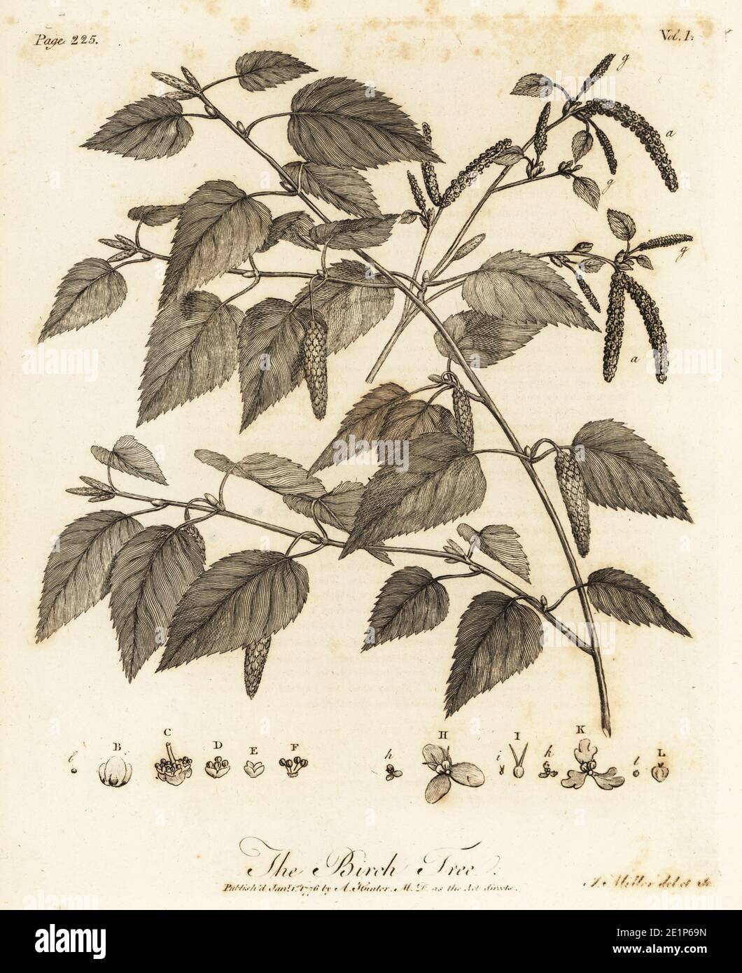 Flauschbirke, Moorbirke, weiße Birke, europäische weiße Birke oder behaarte Birke, Betula pubescens. Birke, Betula alba. Kupferstich gezeichnet und gestochen von John Miller (Johann Sebastian Muller) aus John Evelyns Sylva, or A Discourse of Forest Trees and the Propagation of Timer, J. Dodsley, London, 1776. Stockfoto