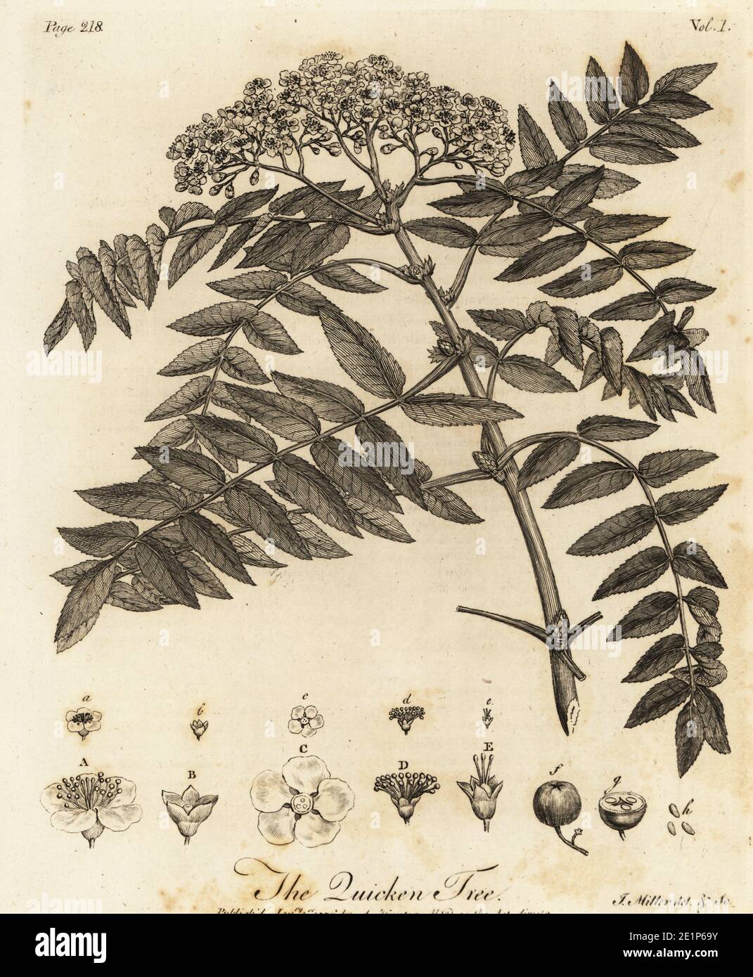 Quicken Tree oder Quick-Beam, Sorbus aucuparia. Kupferstich gezeichnet und  gestochen von John Miller (Johann Sebastian Muller) aus John Evelyns Sylva,  or A Discourse of Forest Trees and the Propagation of Timer, J.