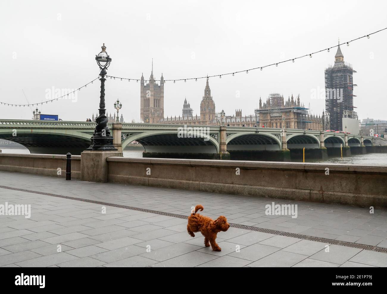 London, Großbritannien. Januar 2021. Ein Hund läuft an der Themse in London, Großbritannien, 8. Januar 2021. Großbritannien verzeichnete weitere 68,053 Coronavirus-Fälle, die höchste tägliche Zunahme seit Beginn der Pandemie im Land, offizielle Zahlen zeigten am Freitag.die Gesamtzahl der Coronavirus-Fälle im Land beträgt 2,957,472, die Daten zeigten. Auch am Freitag erklärte der Bürgermeister von London Sadiq Khan einen "großen Zwischenfall" in der britischen Hauptstadt, da steigende Coronavirus-Fälle die Krankenhäuser zu überwältigen drohen. Quelle: Han Yan/Xinhua/Alamy Live News Stockfoto