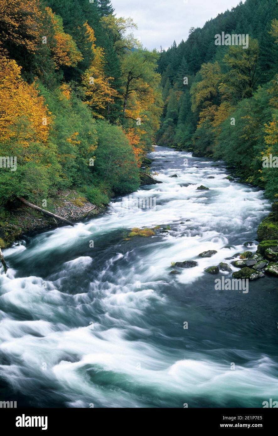 North Santiam River, Niagara County Park, Oregon Stockfoto