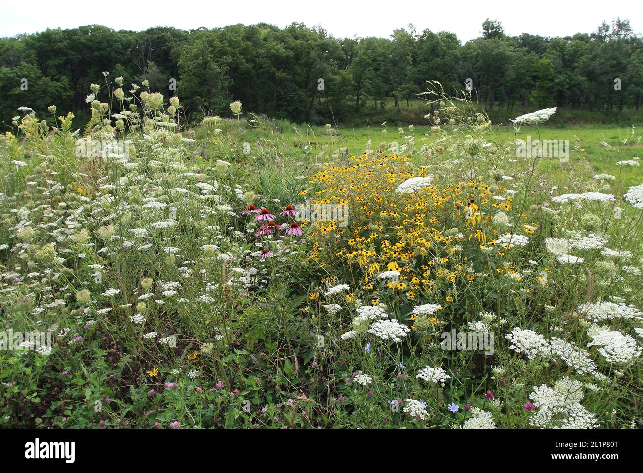 Prairie Wildblumen einschließlich Queen Anne's Lace, Klee, Gelbe Kegelblumen, Chicory, Black Eyed Susans, Purple Kegelblumen und Gräser mit einem Hain o Stockfoto