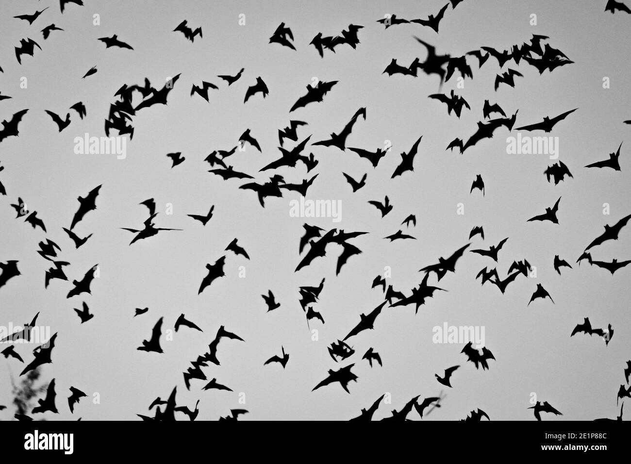 Fledermäuse in der Luft bei Zotz Fledermäuse Höhle lokale Touristenattraktion in Calakmul, Mexiko im Morgengrauen Stockfoto