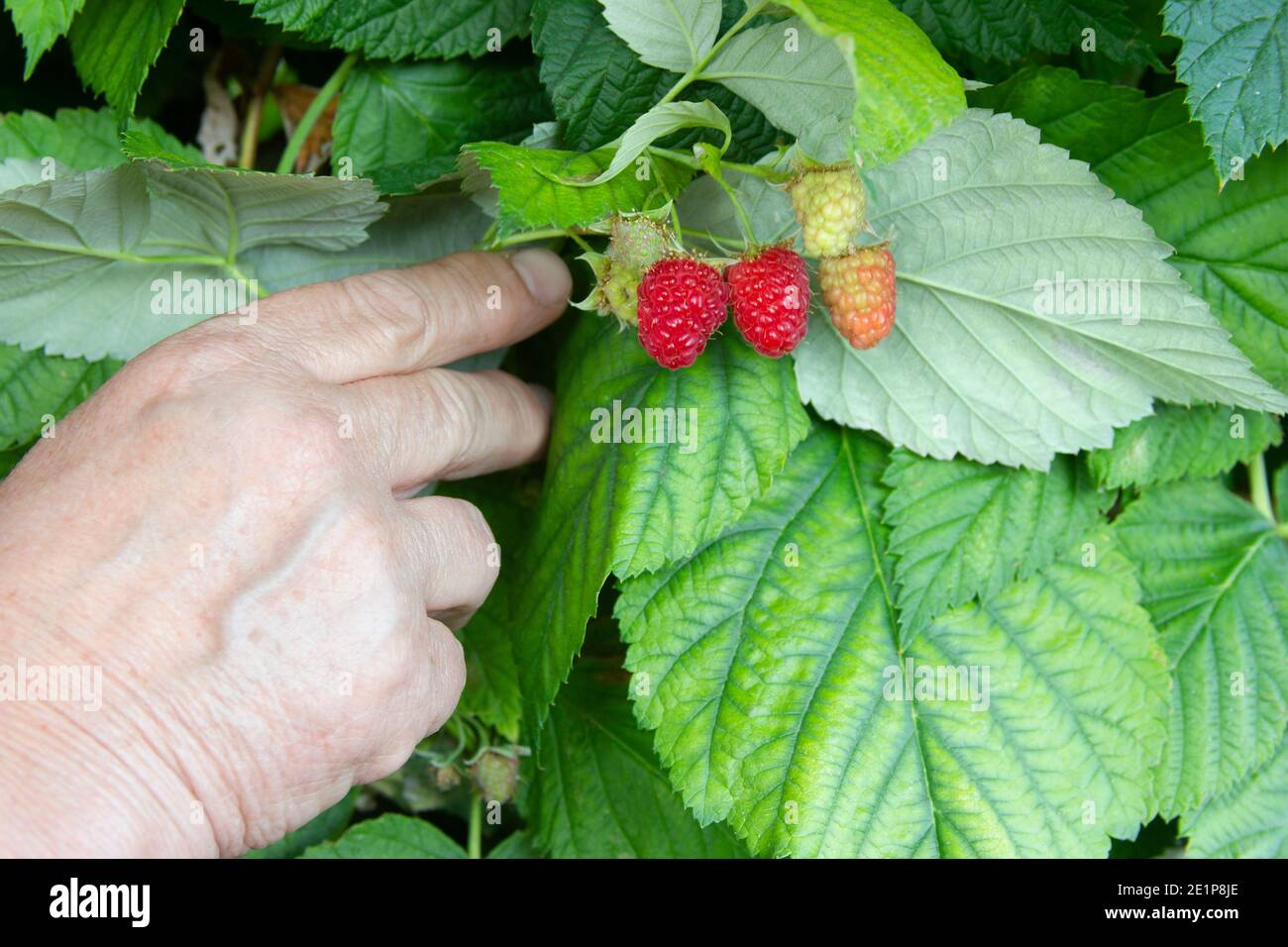 Hand der älteren Frau hält Zweig der Himbeere. Bündel der reifen Beeren auf dem grünen Blätter Hintergrund. Himbeerbuschkrankheit Stockfoto