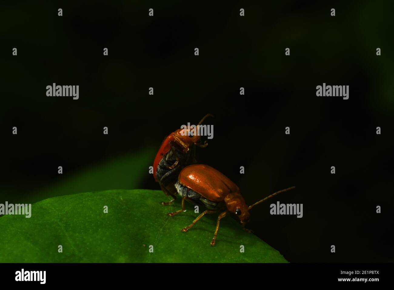 Kürbiskäfer paaren sich. Stockfoto