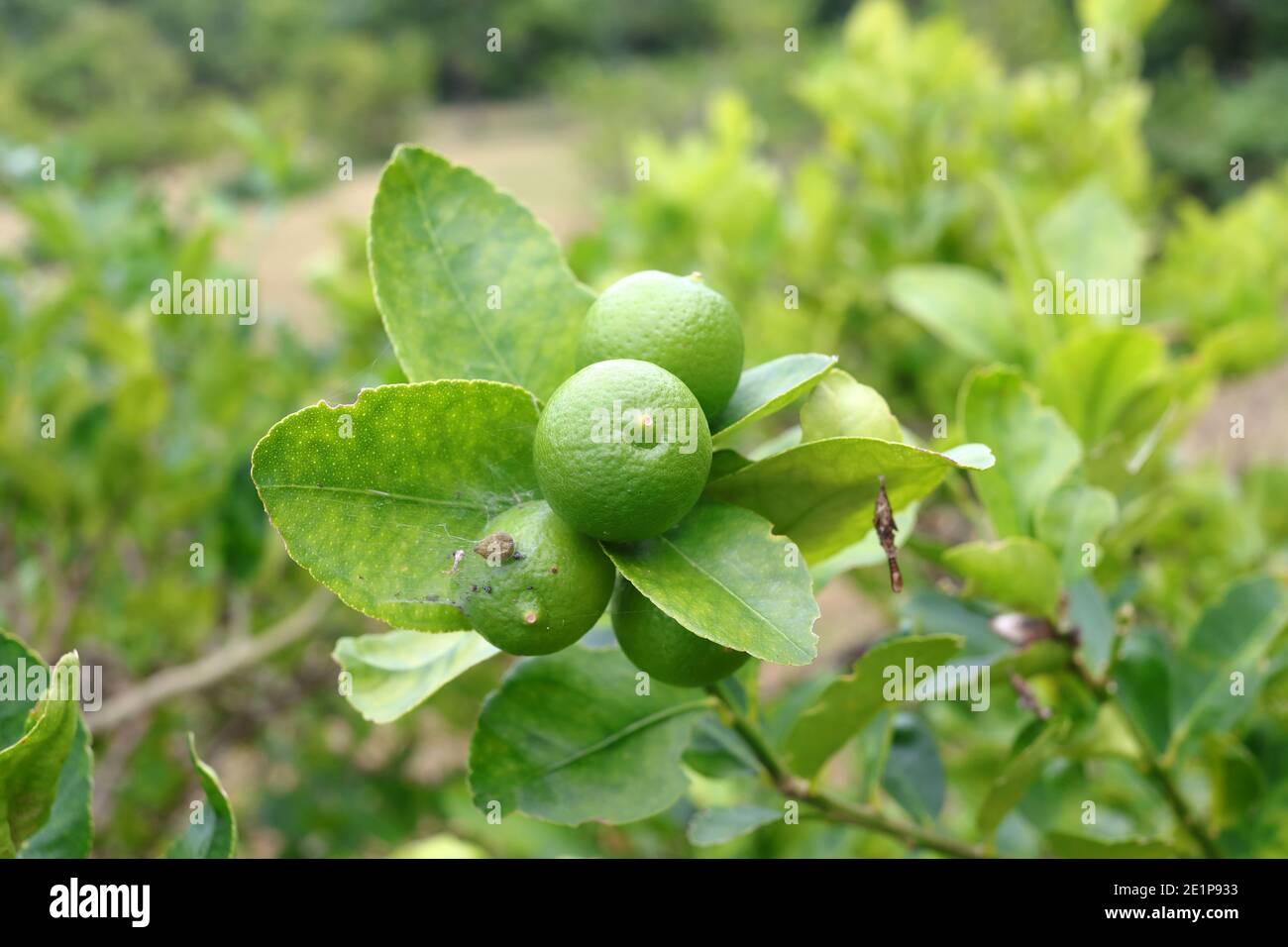 Key Limes auf Key Largo Stockfoto