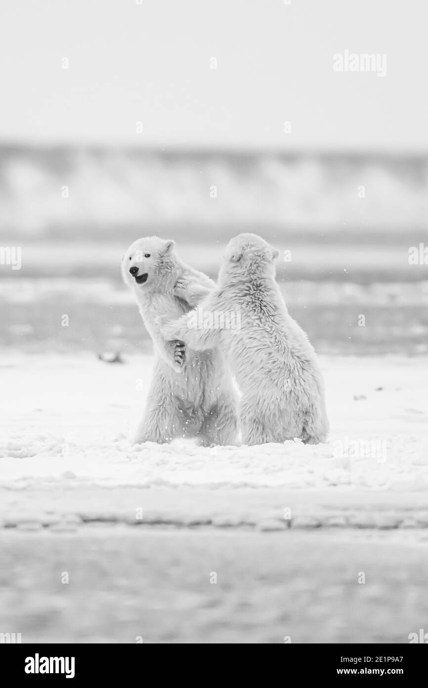 Eisbär (Ursus maritimus) im Polarkreis von Kaktovik, Alaska Stockfoto