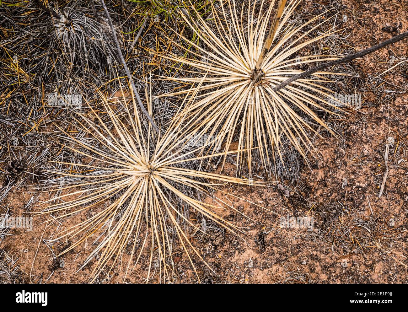 Blick hinunter auf Yucca Pflanzen auf dem Boden. Stockfoto