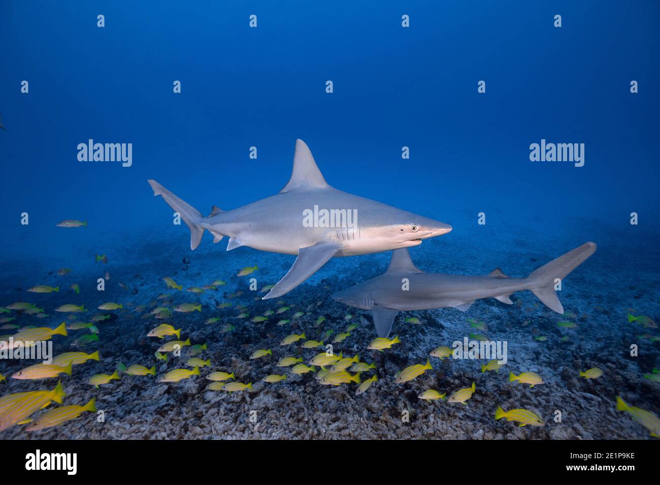 Sandbarhaie, Carcharhinus plumbeus, mit parasitären Copepoden auf ihren Köpfen, schwimmen über einem Korallenriff mit Schule von blaureifen Schnappern, Kona, Hawaii Stockfoto