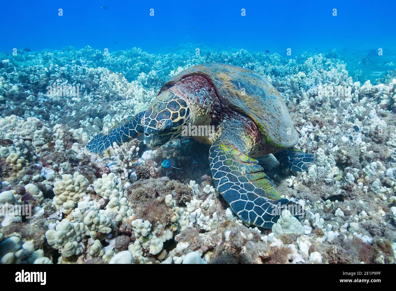 Hawksbill Meeresschildkröte, Eretmochelys imbricata (gefährdete Arten), Nahrungssuche auf Korallenriff, vor Kahekili Beach Park, Ka'anapali, West Maui, Hawaii Stockfoto