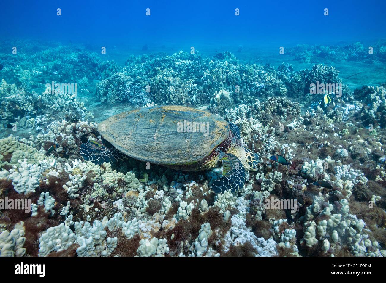 Hawksbill Meeresschildkröte, Eretmochelys imbricata (gefährdete Arten), ernährt sich von Algen und Wirbellosen, die am Korallenriff wachsen, Kahekili Beach Park, Maui Stockfoto