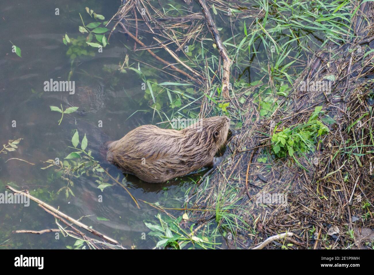 Hochwinkel Blick auf Biber im Fluss mit grünen Pflanzen Stockfoto