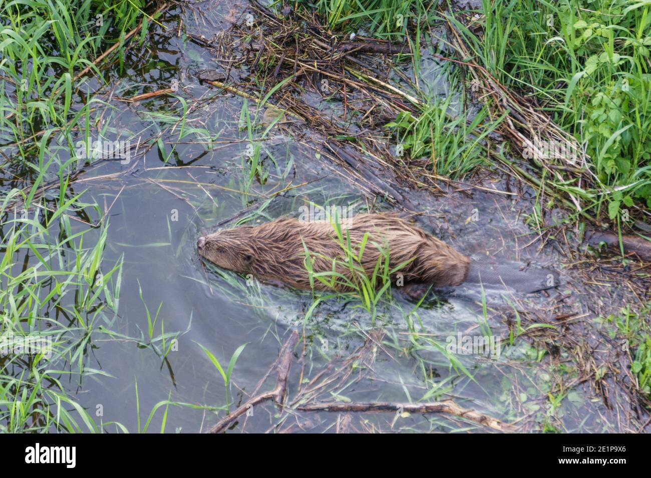 Hochwinkel Blick auf Biber im Fluss mit grünen Pflanzen Stockfoto