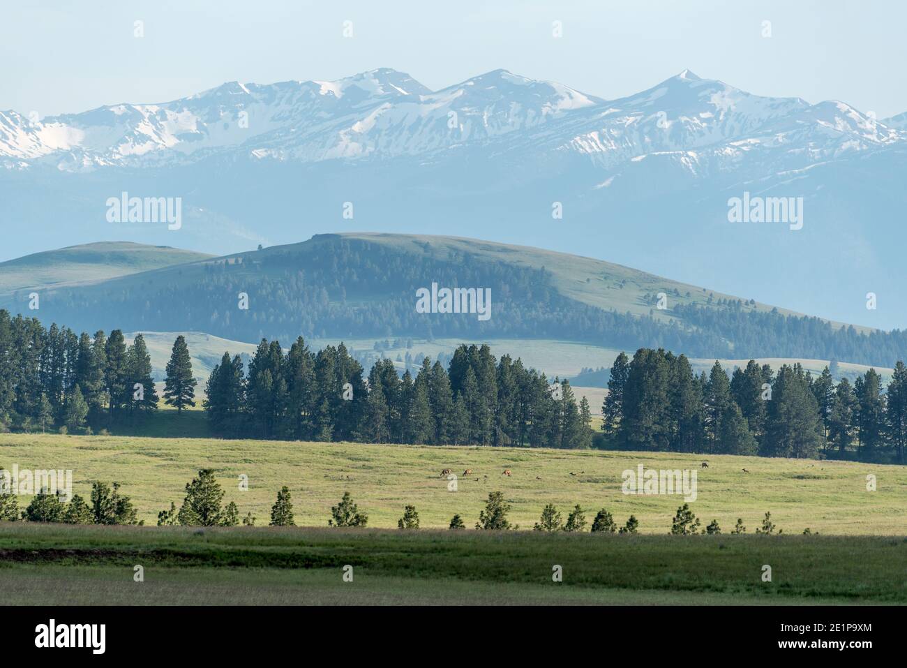 Elchherde auf der Zumwalt Prairie in Oregon. Stockfoto