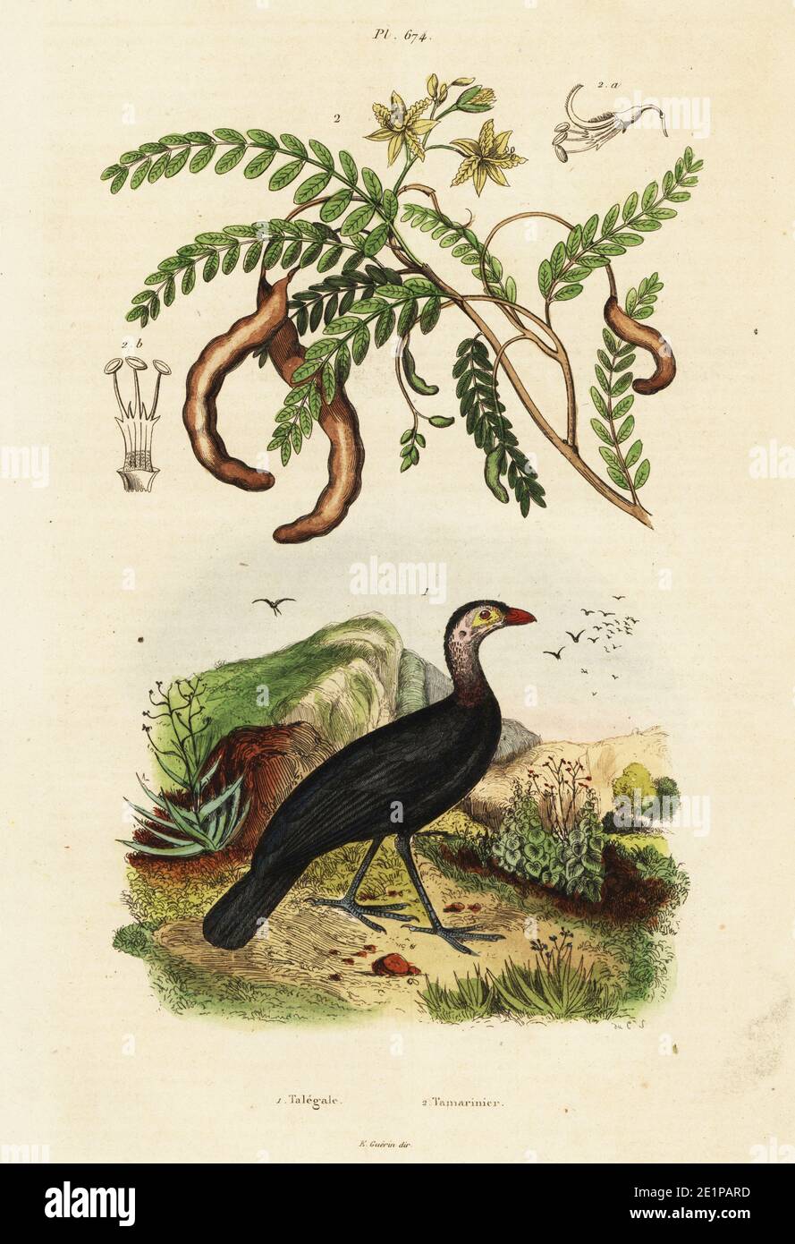 Rotschnabel-Turkey, Talegalla cuvieri 1 und Tamarind, Tamarindus indica 2. Talegale, Tamarinier. Handkolorierter Stahlstich von du Casse aus Felix-Edouard Guerin-Menevilles Dictionnaire Pittoresque d'Histoire Naturelle (Picturesque Dictionary of Natural History), Paris, 1834-39. Stockfoto