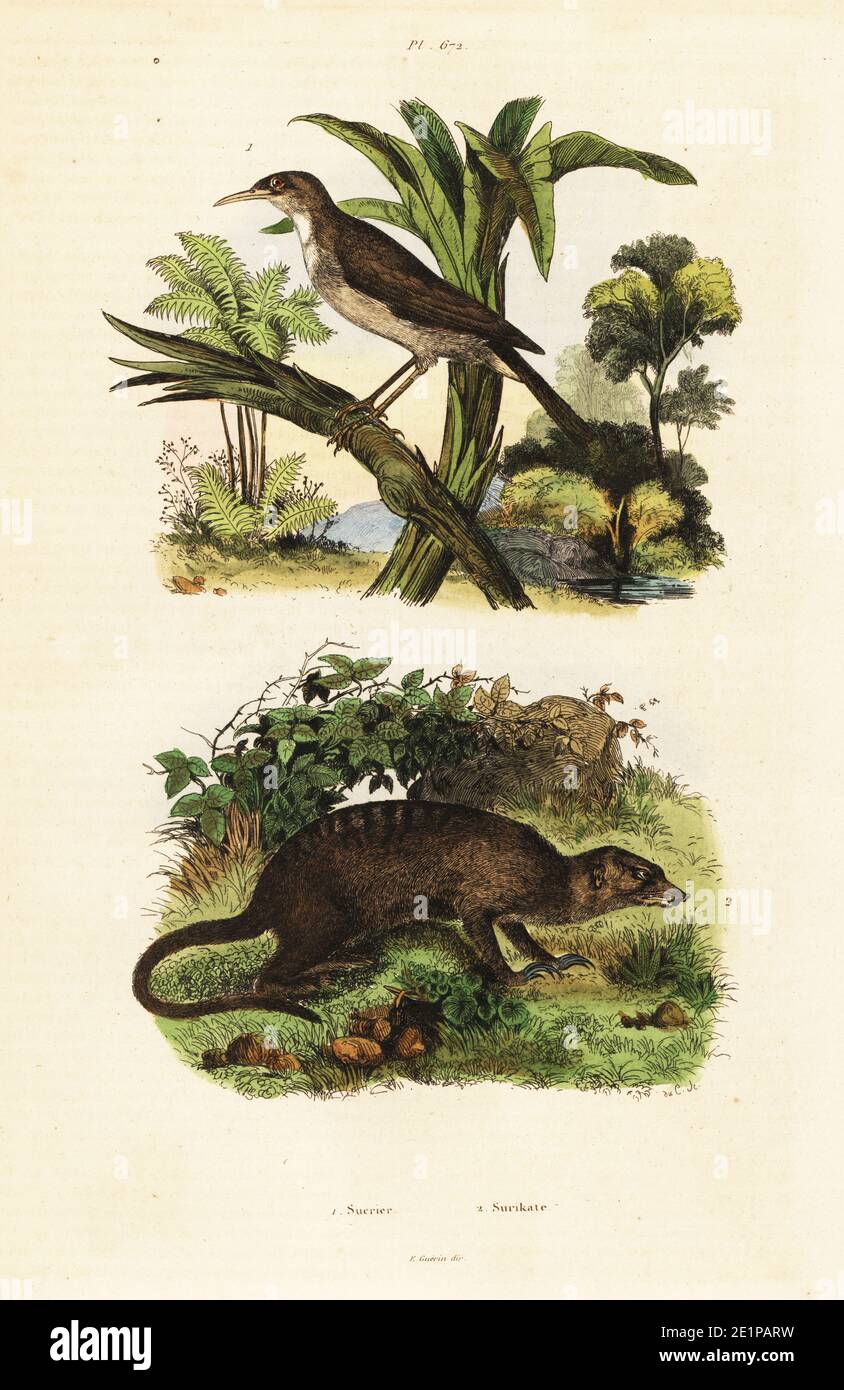 Unbekannter Sonnenvogel oder Guit guit, Nectarinia Art 1, und Erdmännchen, Suricata suricatta (Suricata capensis) 2. Sucrier, Surikate. Handkolorierter Stahlstich von du Casse aus Felix-Edouard Guerin-Menevilles Dictionnaire Pittoresque d'Histoire Naturelle (Picturesque Dictionary of Natural History), Paris, 1834-39. Stockfoto