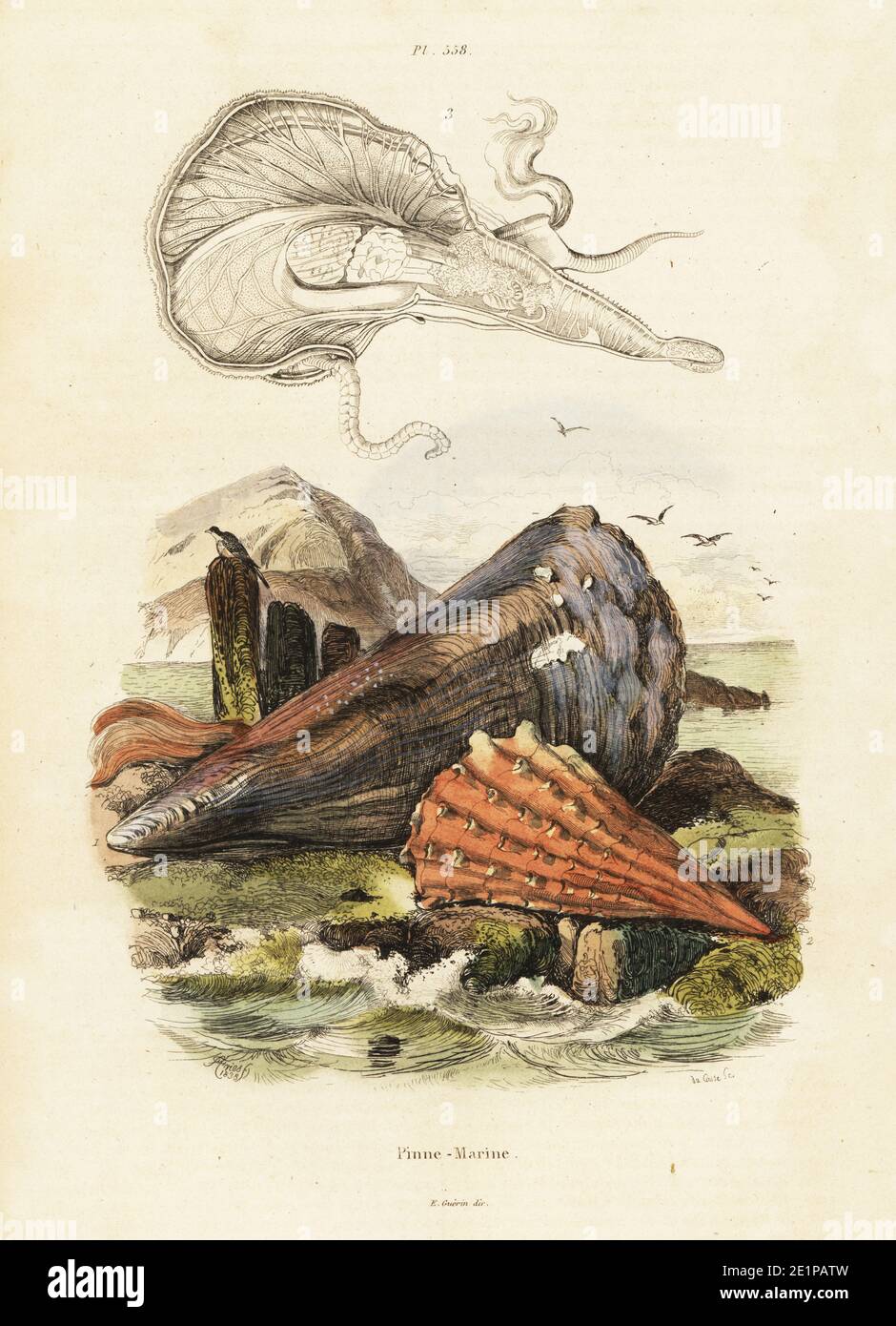 Edle Federmuschel oder Fächermuschel, Pinna nobilis 1,3, vom Aussterben bedroht, und raue Federmuschel oder stachelige Fächermuschel, Pinna rudis 2. Handkolorierter Stahlstich von du Casse nach einer Illustration von Adolph Fries aus Felix-Edouard Guerin-Menevilles Dictionnaire Pittoresque d'Histoire Naturelle (Picturesque Dictionary of Natural History), Paris, 1834-39. Stockfoto