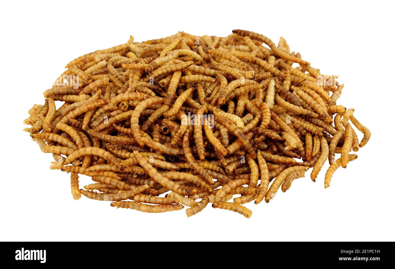 Haufen getrockneter Mehlwurm Larven isoliert auf weißem Hintergrund, für Haustiere und Wildvogelfutter verwendet Stockfoto