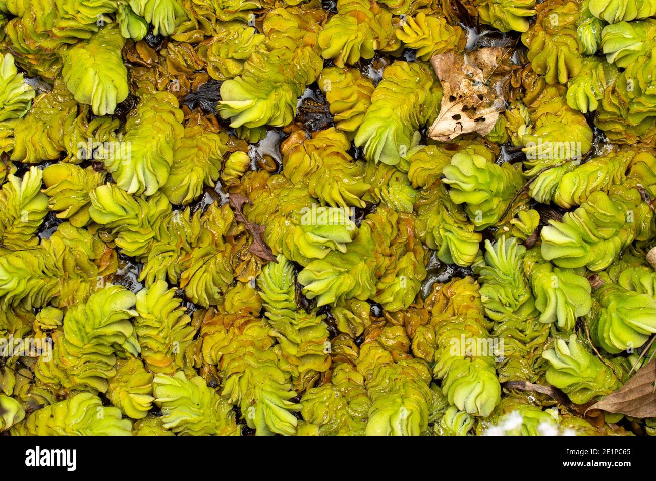 Kleine Freischwebende Pflanze Stockfotos und bilder Kaufen Alamy