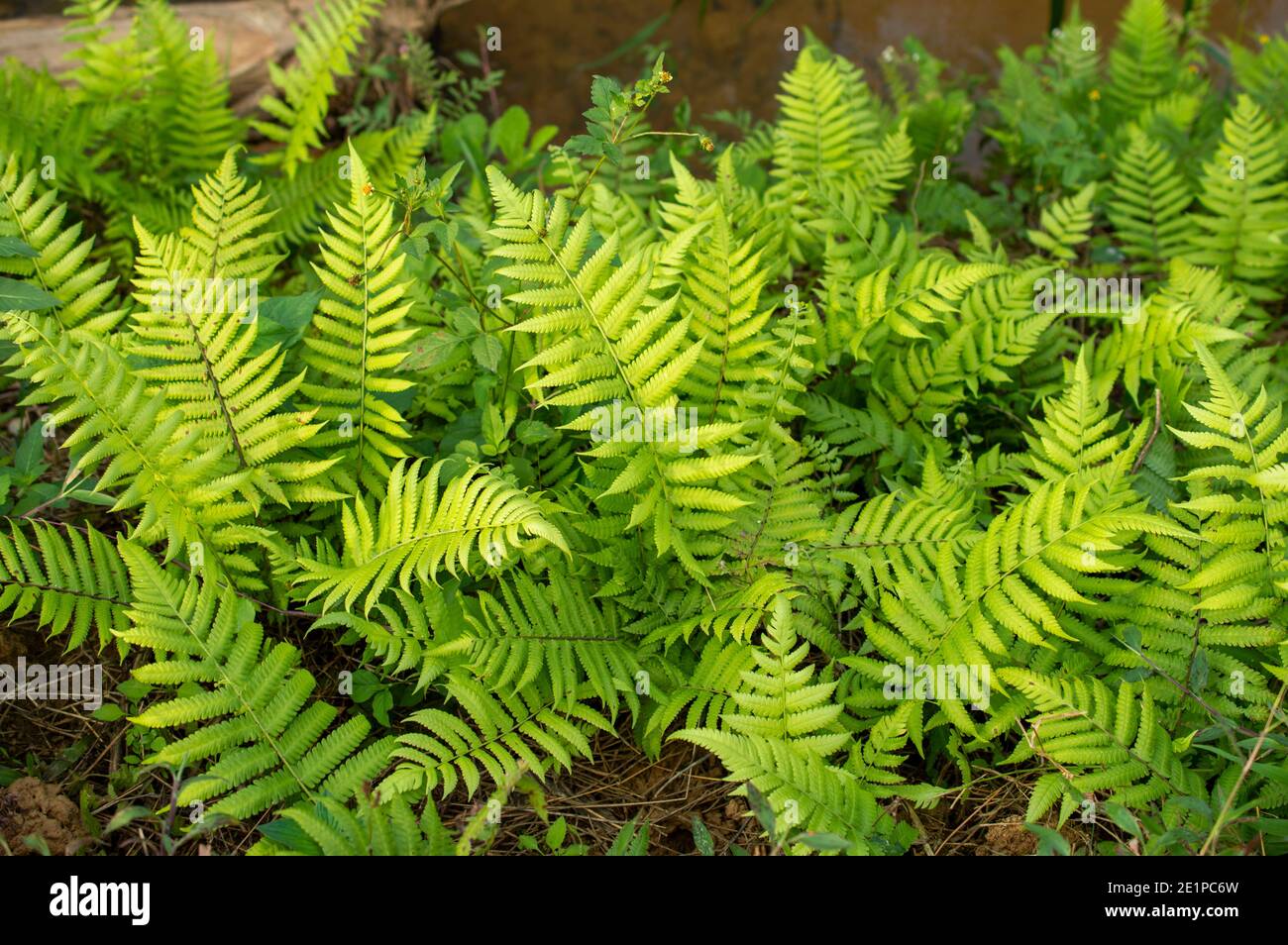 Ein Farn ist Mitglied einer Gruppe von Gefpflanzen, die durch Sporen  vermehren und haben weder Samen noch Blumen Stockfotografie - Alamy