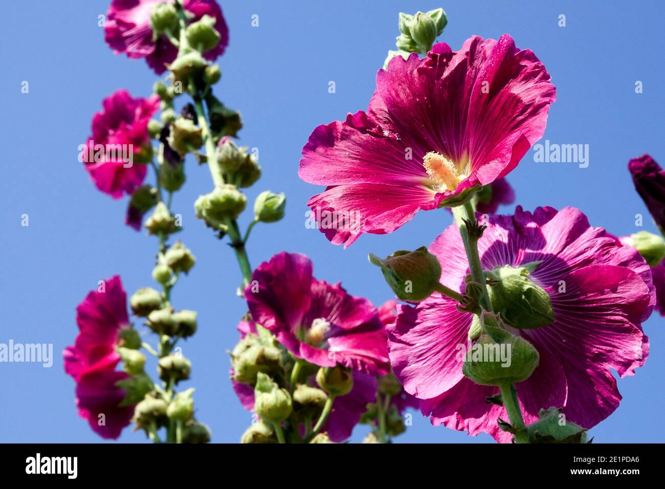 Alcea rosea Hollyhocks Mitte Sommer Bloomer Stockfoto