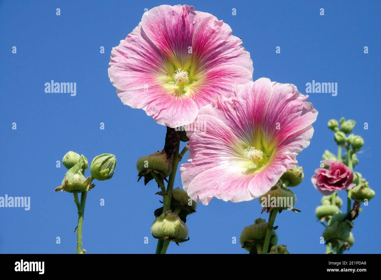 Alcea rosea Hollyhocks krautige Sommer rosa Pflanze Stockfoto