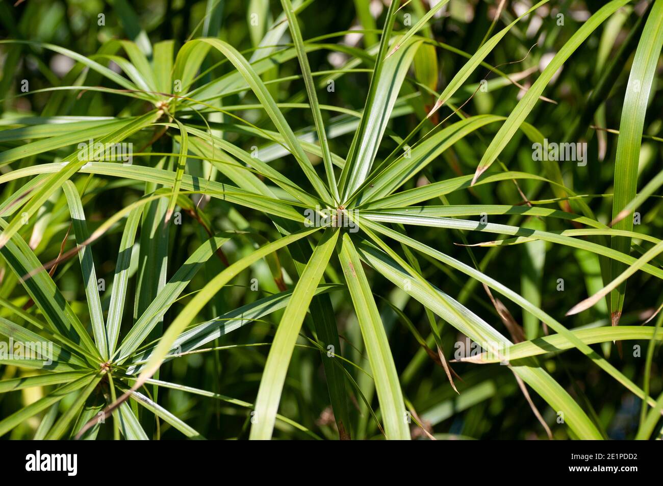 Regenschirmpflanze (Cyperus alternifolius). Umbrella Palm, Umbrella Papyrus und Umbrella Sedge genannt Stockfoto