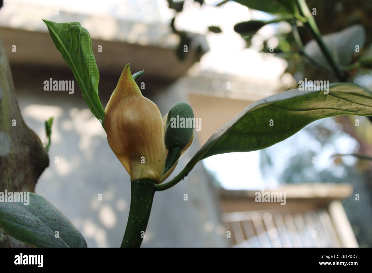 Jack Fruit in the Tree natürliche Fotoaufnahme in Dhaka, Bangladesch. Stockfoto