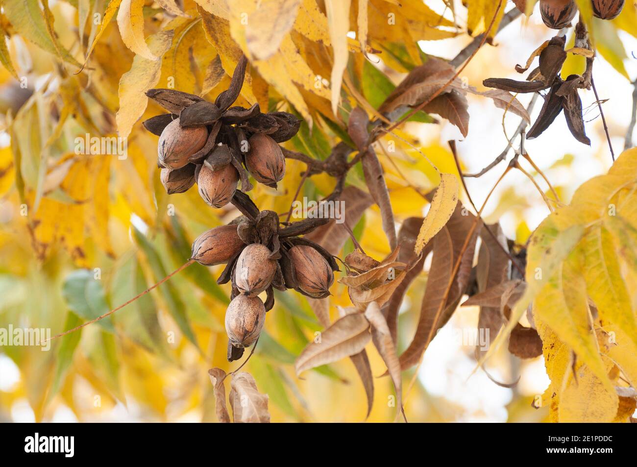 Pekannüsse auf einem Baum in einem Pekannüstgarten Stockfoto
