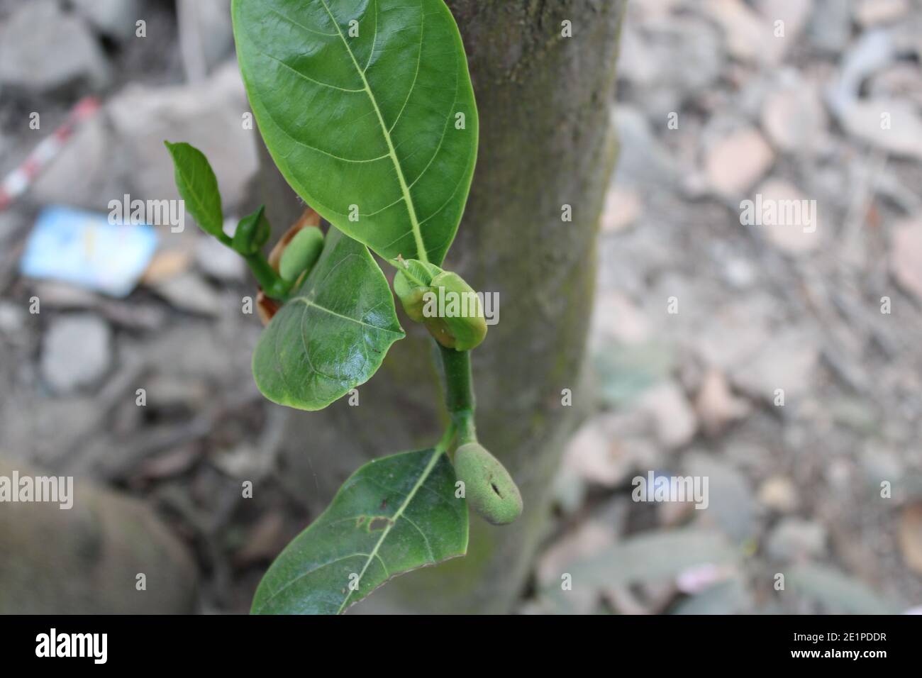 Jack Fruit in the Tree natürliche Fotoaufnahme in Dhaka, Bangladesch. Stockfoto