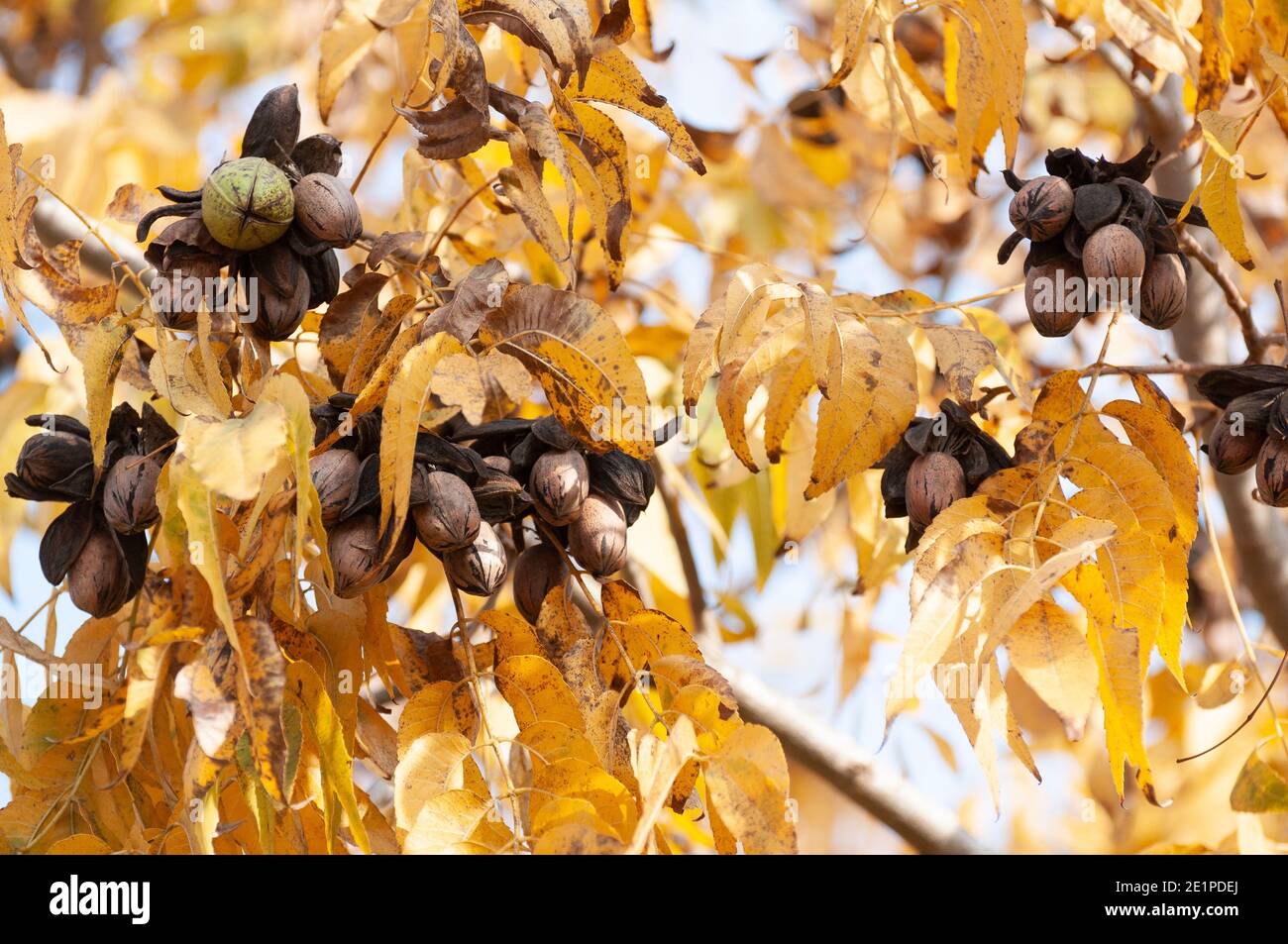 Pekannüsse auf einem Baum in einem Pekannüstgarten Stockfoto