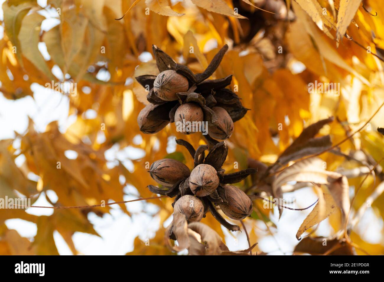 Pekannüsse auf einem Baum in einem Pekannüstgarten Stockfoto