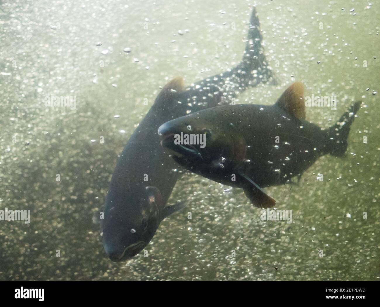 Reifer Coho-Lachs (Oncorhynchus kisutch), der in der Capilano River Hatchery in North Vancouver, British Columbia (BC), Kanada, zum Laichen zurückkehrt. Stockfoto