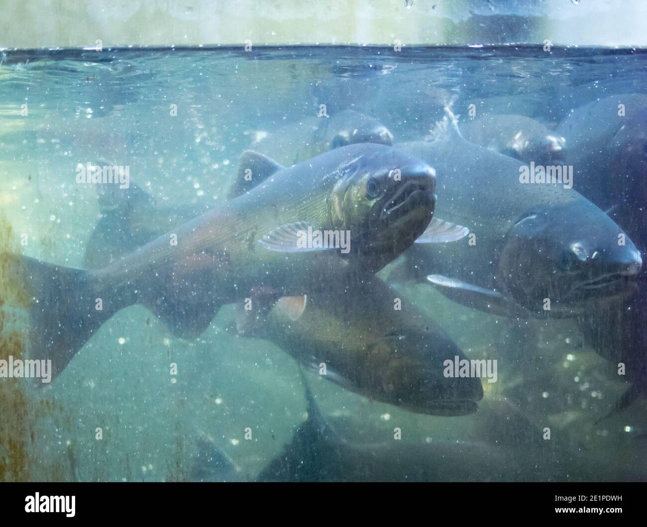 Reifer Coho-Lachs (Oncorhynchus kisutch), der in der Capilano River Hatchery in North Vancouver, British Columbia (BC), Kanada, zum Laichen zurückkehrt. Stockfoto