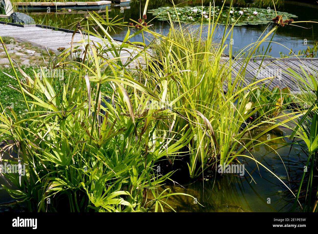 Wasserpflanzen wachsen in einem Container und Landschaft von ein Holzfußweg um einen Gartenteich Stockfoto