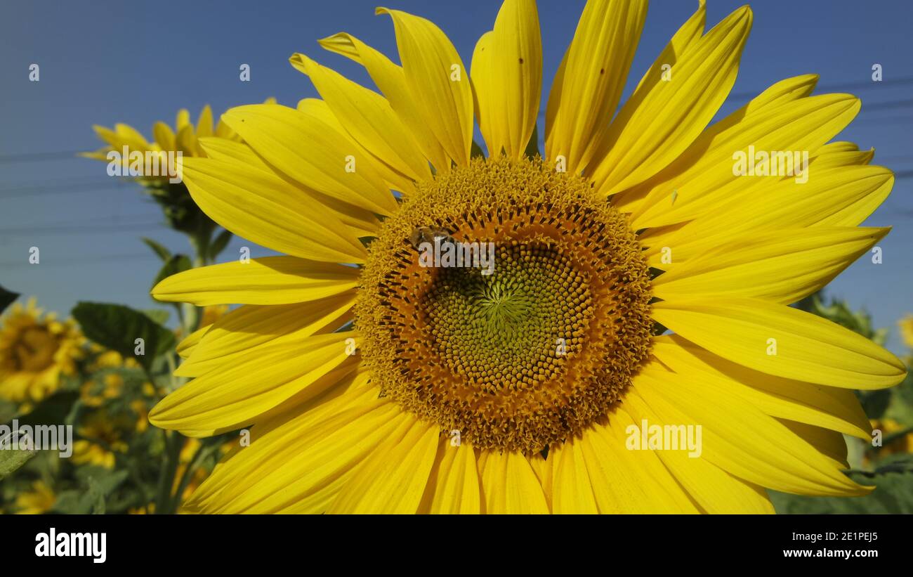 Biene auf der Sonnenblume - helianthus annus - Blütenkopf - Nahaufnahme - gelbe Blume Stockfoto