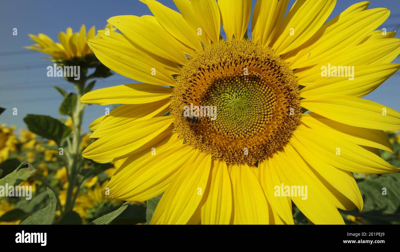 Biene auf der Sonnenblume - helianthus annus - Blütenkopf - Nahaufnahme - gelbe Blume Stockfoto