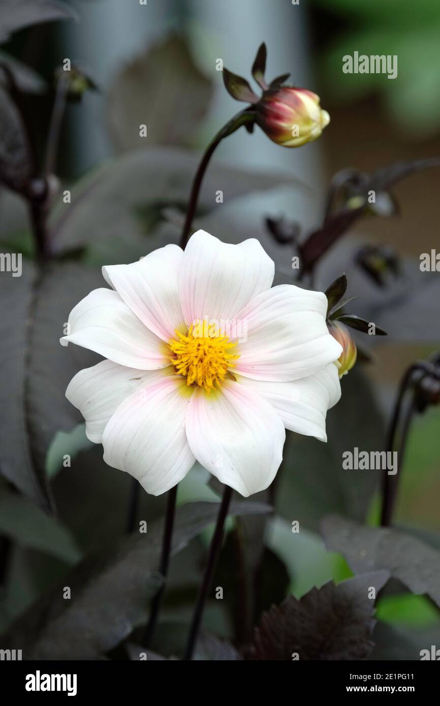 Dahlia „Twyning's After Eight“. Einzelne weiße Blume mit rosa, dunkelviolettem Laub. Stockfoto