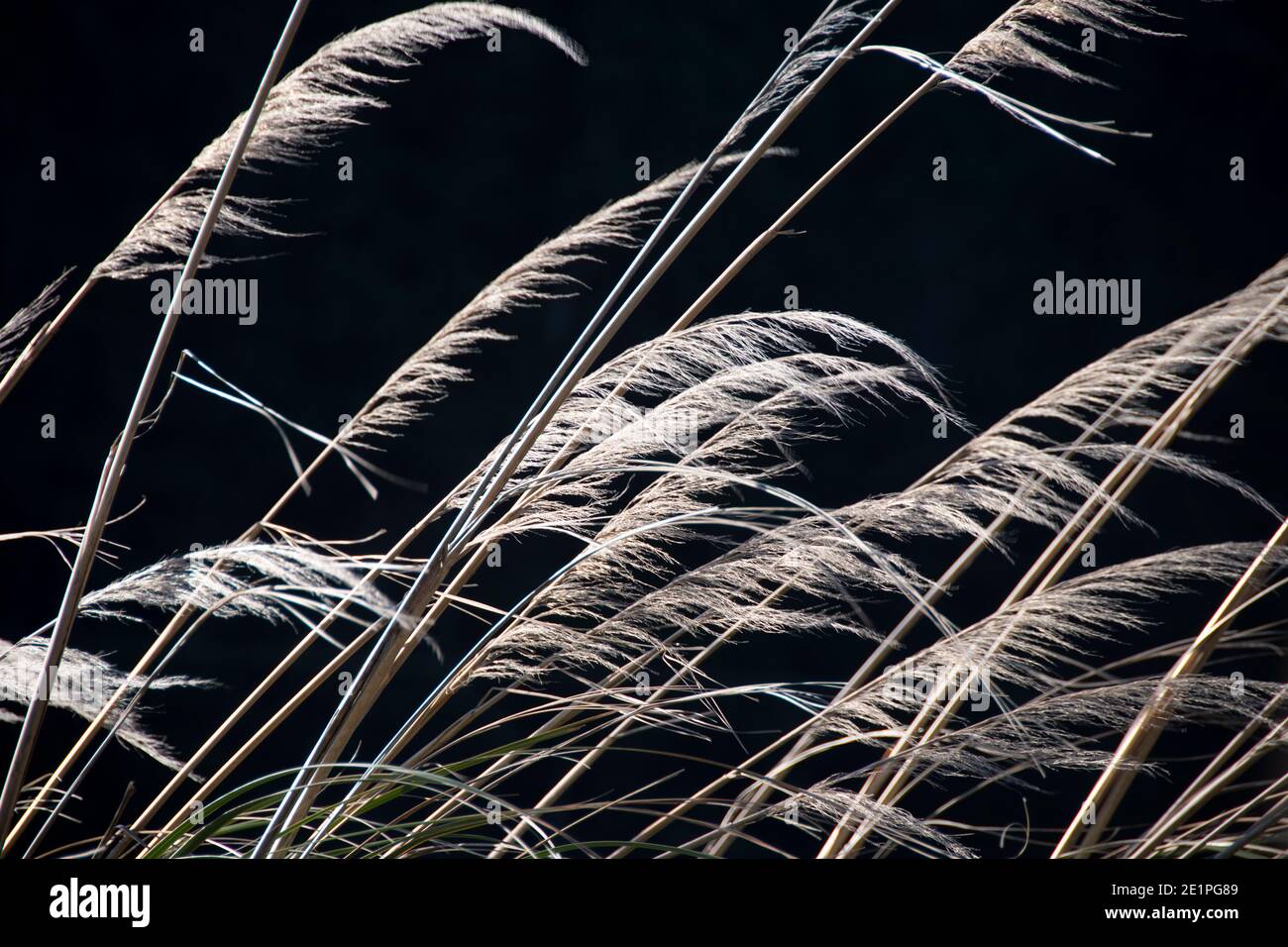 ToiToi natives Gras, Herbertville, Tararua Distirct, North Island, Neuseeland Stockfoto