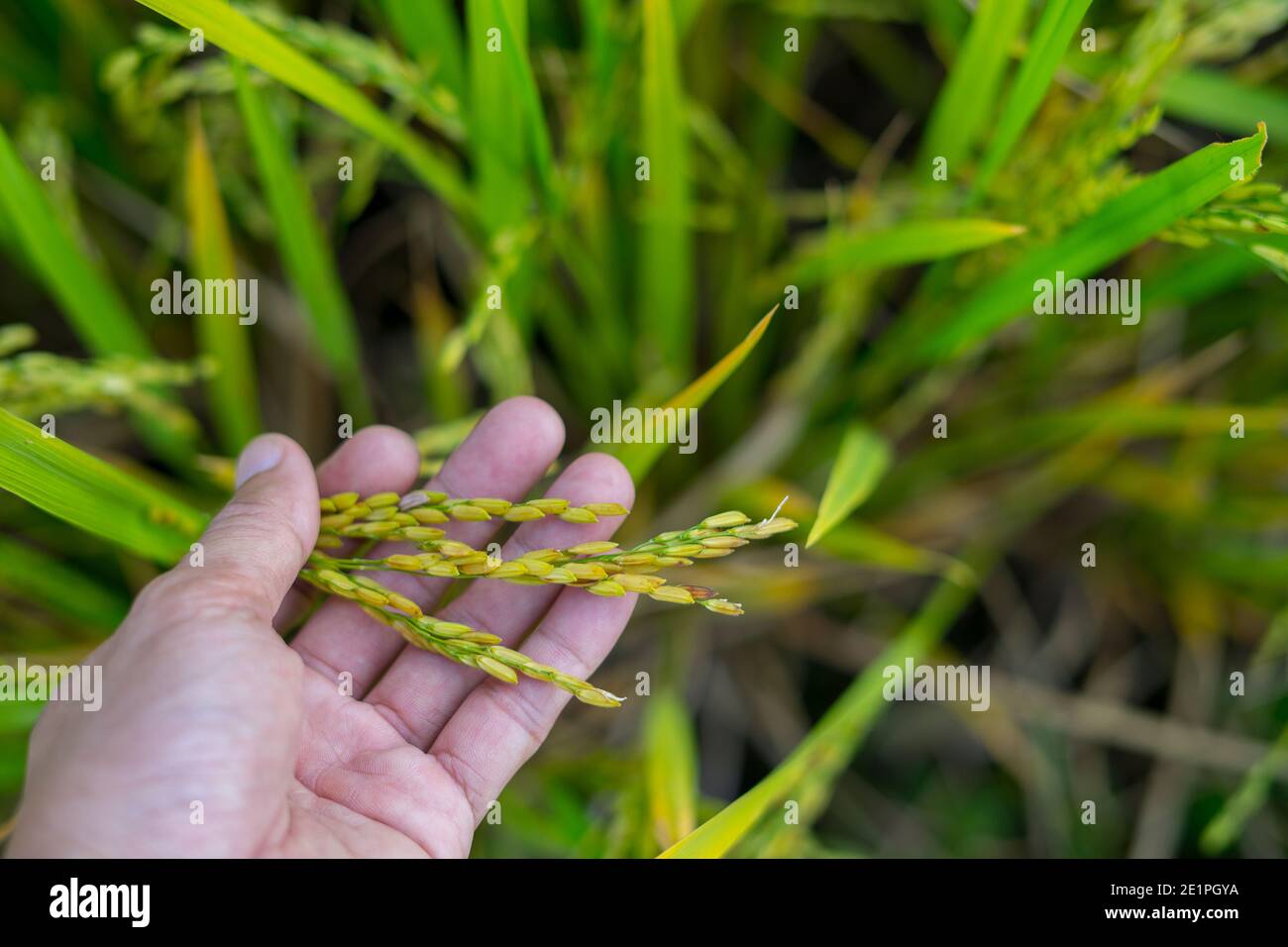 Reife Reisohren in einer Menschenhand. Produkte aus Reis Konzept. Nahrung für Menschen aus Reis. Stockfoto
