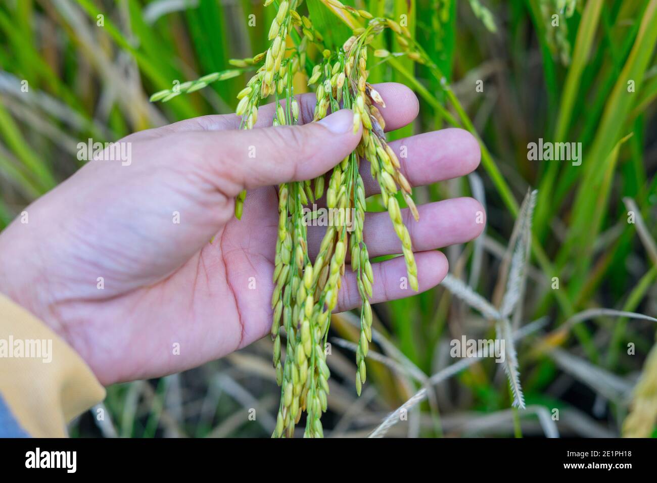Reife Reisohren in einer Menschenhand. Produkte aus Reis Konzept. Nahrung für Menschen aus Reis. Stockfoto