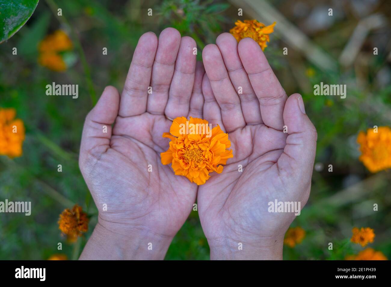 Die gelben Blüten sind bekannt als African Marigold, Aztec Marigold, Big Marigold und American Marigold in Frauenhand. Stockfoto