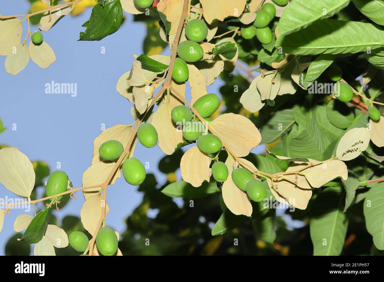 Rohe Jujube Früchte wachsen auf Bäumen, Jujube Garten in indien Stockfoto