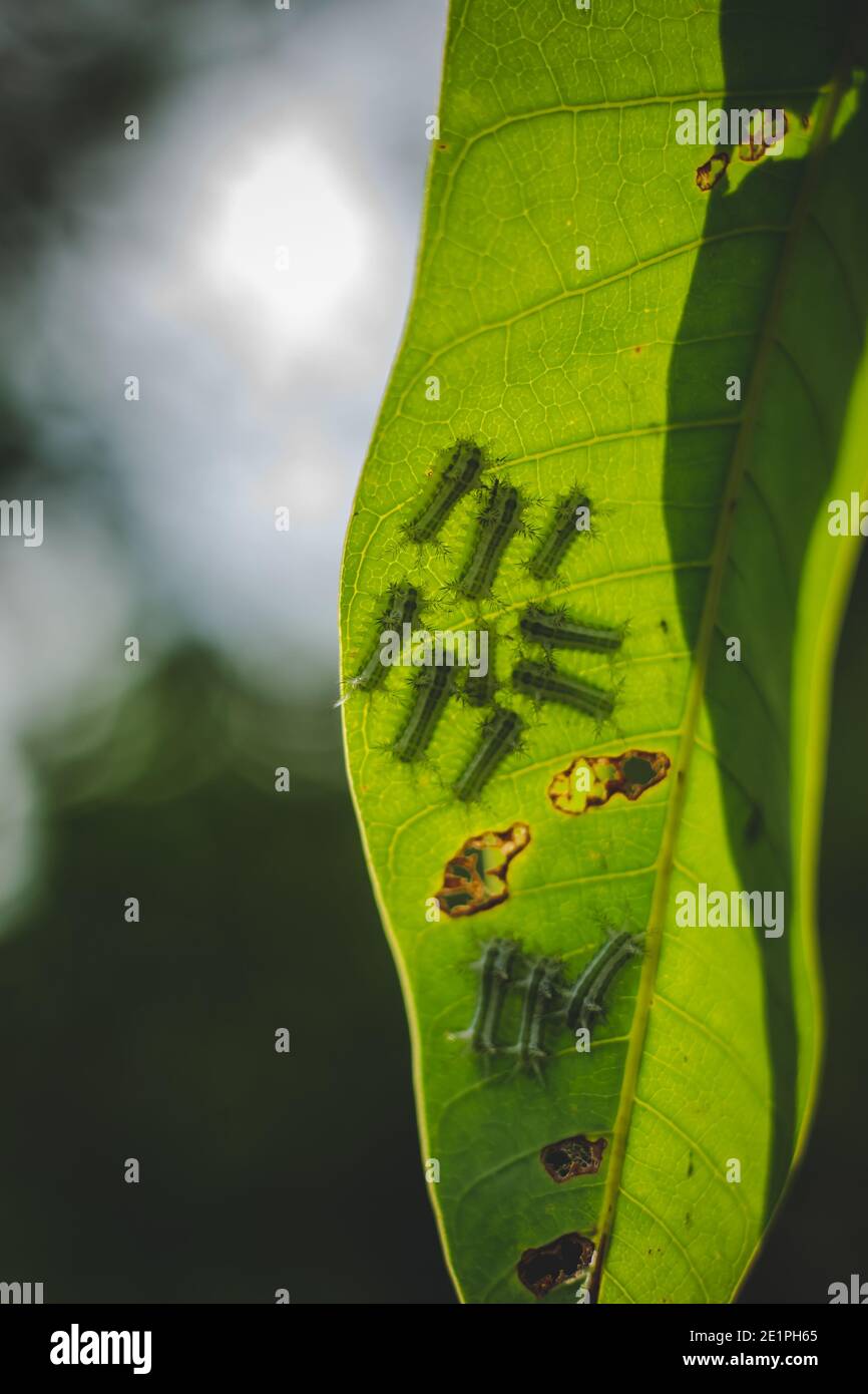 Die Gruppe der Baby-Wurm-Motten-Raupen auf grünem Mangobaum-Blatt mit Sonnenbeleuchtung und Schatten. Caterpillar Babies Kolonie Auf Grünen Blättern. Giftig Stockfoto