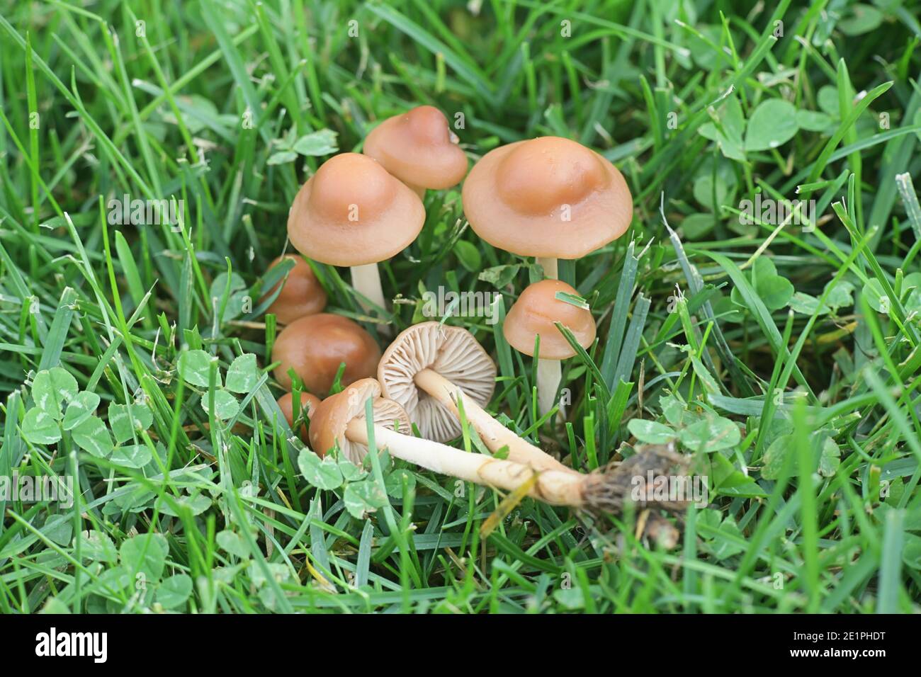 Marasmius oreades, bekannt als Feenringpilz oder Feenringchampignon, wilder essbarer Pilz aus Finnland Stockfoto